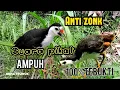 Download Lagu SUARA PIKAT RUAK RUAK ANTI ZONK TERBUKTI AMPUH