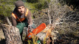 Finding OLD DEAD TREES to build my house with