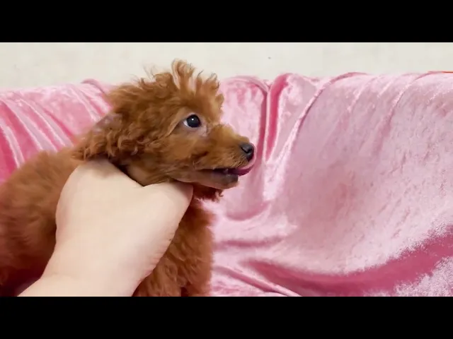 動画