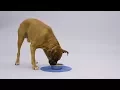 Royal Canin Veterinary Diet Dog Food Chewy