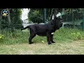 Modern NEAPOLITAN MASTIFF Dogs From nizadoo