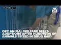 OKC Animal Welfare seeks adoptions after hundreds of animals seized in drug raid