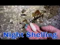 Sanibel Shelling 2021 - Night Shelling at High Tide Olives Whelks