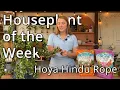 Download Lagu Hoya Hindu Rope - Houseplant of the Week