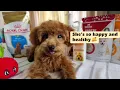 My poodle puppy loves Royal Canin Poodle Puppy Food