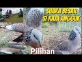 Download Lagu Sudah Jarang Jumpa Seperti Ini,Burung Pilihan Suara Besar R4ja Angguk Ikut Pulang@terkukur peliharaa