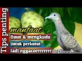 Download Lagu Manfaat daun mengkudu untuk burung perkutut.