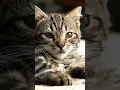 Download Lagu Kucing Lucu Di Infus?? 🙀🙀 #cat #cuteanimal #cutecat #cutepet #pets