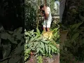 Download Lagu jangan Ketawa 🤣🫣 !!