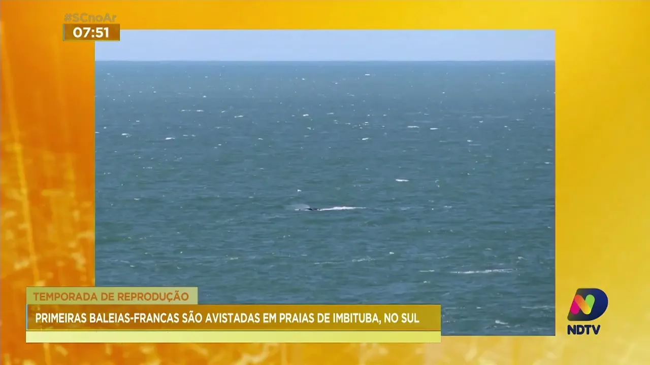 Primeiras Baleias-Francas são avistadas em praias de Imbituba, no Sul