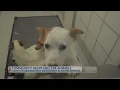 El Paso Animal Services looking to adopt 300 pets for free