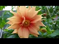 Download Lagu Experimental Grafted Dahlia Plant