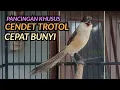 Download Lagu CENDET GACOR❗PANCINGAN CENDET TROTOL AGAR CEPAT NYAUT BUNYI LANGSUNG IKUTAN RAJIN NGRIWIK