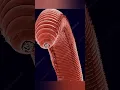 earth worms face in micro scope shots