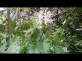SALLSA BINTAN Ft. LEONA ZHEN - GARAM DAN MADU #hipdut