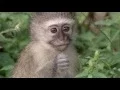 Download Lagu Animals like us : The animal language | Documentary