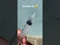 Download Lagu Fly in syringe (watch to the end…)