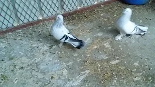 حمام تركي قلاب 