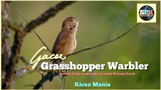 Download Grasshopper Warbler Burung Eropa mirip Walang Kecek MP3