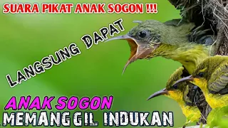 suara anak sogon memanggil indukan buat pikat sogon suara pikat anak sogon paling ampuh