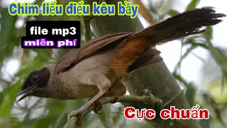 Download Tiếng chim liếu điếu kêu bầy | Cuộc Sống Quanh Ta MP3