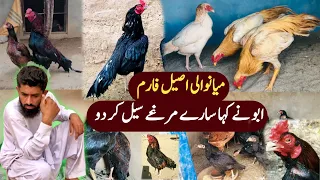 mianwali aseel murga farm aseel murga 