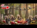 Lagu 🔴 TV FOR CATS 🐦 All-Day Bird Livestream | Catflix Nature 4K