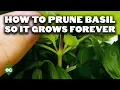 How to Prune Basil So It Grows Forever!