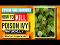 ITCH BE GONE How to KILL Poison Ivy Naturally Without Chemicals