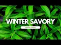 Introducing Herbs Winter Savory
