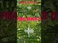 Download Lagu Mp3 Suara pikat ribut brucil ,anti zonk,terbaru #kicaumania #mp3pikatsogon #mp3pikatburung #burung