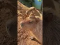 Download Lagu Capybara