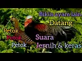 Download Lagu Ayam Hutan Jantan petok petok gacor || Suara Pikat Ampuh Ayam hutan hijau || green junglefowl