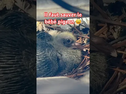 Il faut sauver le bébé pigeon 🐣