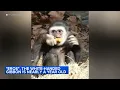 Philadelphia Zoo s Eros a white-handed gibbon is growing up