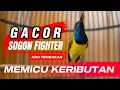 Lagu GACOR🔥 SOGON ADU TEMBAKAN MEMICU SOGON LAIN EMOSI PARAH #sogon #sogongacor #pancingansogon 