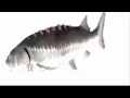 Fish Spinning