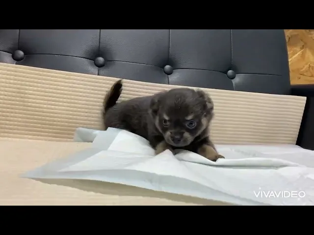 動画