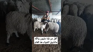 موال تبسي أقل من ثلطاش مليون والله مانبيعها  موال تبسي أقل من ثلطاش مليون والله مانبيعها