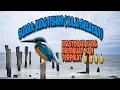 Download Lagu Masteran suara burung KING FISHER / raja nelayan josss