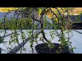 Download Lagu How I Made This Weeping Willow Bonsai Tree in Just One Year