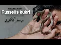 Download Lagu Russell's Kukri Snake |Documentary|