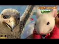 Lagu Falcon Attacks Stuart Little - Rooftop Battle Scene | Stuart Little 2