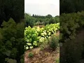 best hydrangeas in the world #hydrangea#hortensia#гортензія#гортензия#garden#flowers#сад#paniculata