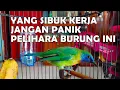 Download Lagu Perawatan burung kinoi yang sibuk kerja