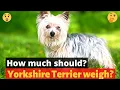 How much do Yorkshire Terriers Weigh on an average