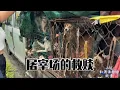 Download Lagu 《1》屠宰场的救赎，它们的世界只有折罗和绝望，直到今天新生吧 Dog rescue in China 20250826