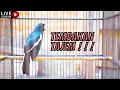 Download Lagu MASTERAN KACER || MASTERAN KACER FULL TEMBAKAN KASAR - MASTERAN BURUNG PALING ISTIMEWA ! ! !
