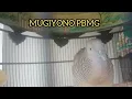 Download Lagu PANCINGAN SUARA BURUNG PERKUTUT BANGKOK MANGGUNG GACOR