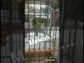 Download Lagu c hijau isian pijantung sambung kapas tembak
